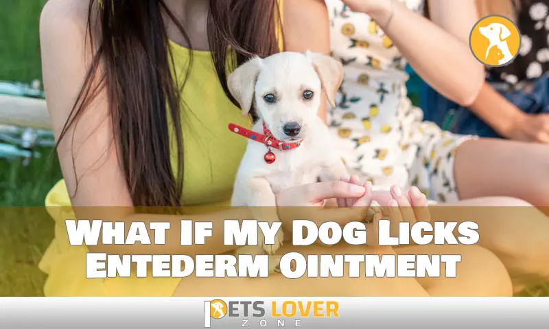 What If My Dog Licks Entederm Ointment