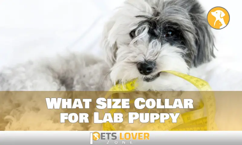 What Size Collar for Lab Puppy