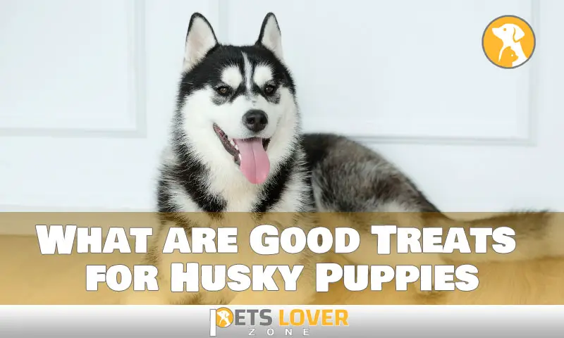 What are Good Treats for Husky Puppies