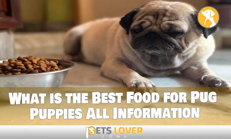 What is the Best Food for Pug Puppies All Information