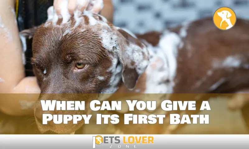 When Can You Give a Puppy Its First Bath
