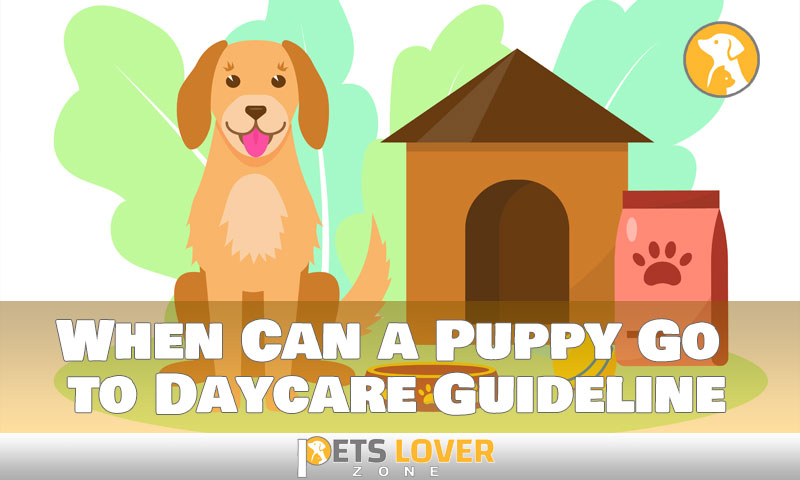 When Can a Puppy Go to Daycare Guideline