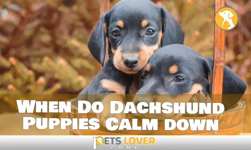 When Do Dachshund Puppies Calm down