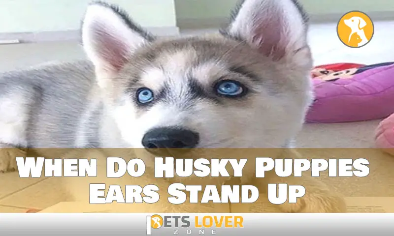 When Do Husky Puppies Ears Stand Up