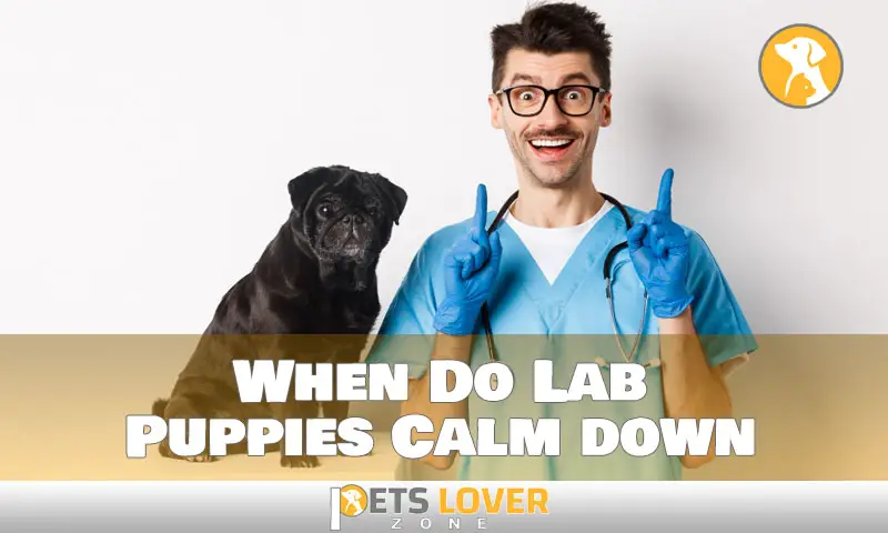 When Do Lab Puppies Calm down