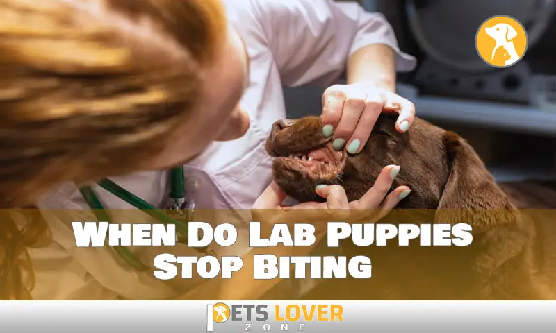 When Do Lab Puppies Stop Biting