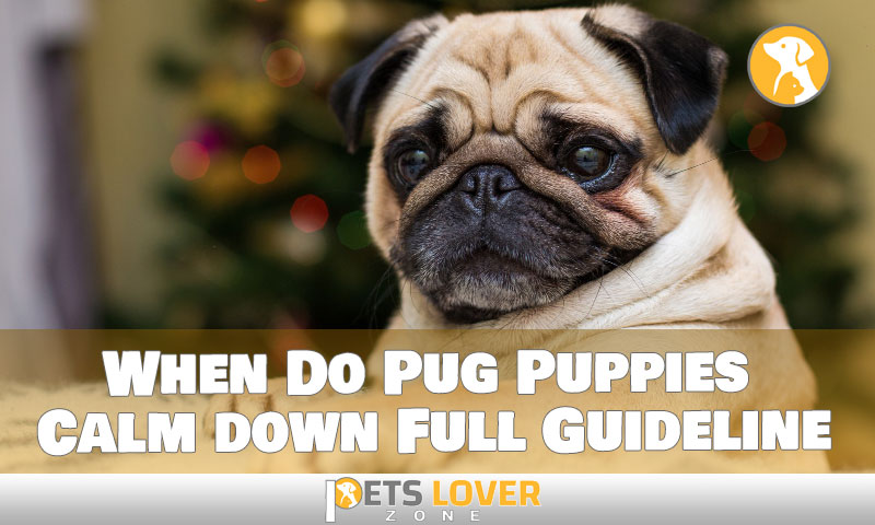 When Do Pug Puppies Calm down Full Guideline