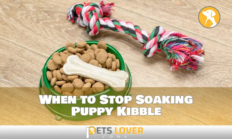 When to Stop Soaking Puppy Kibble