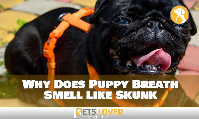 Why Does Puppy Breath Smell Like Skunk
