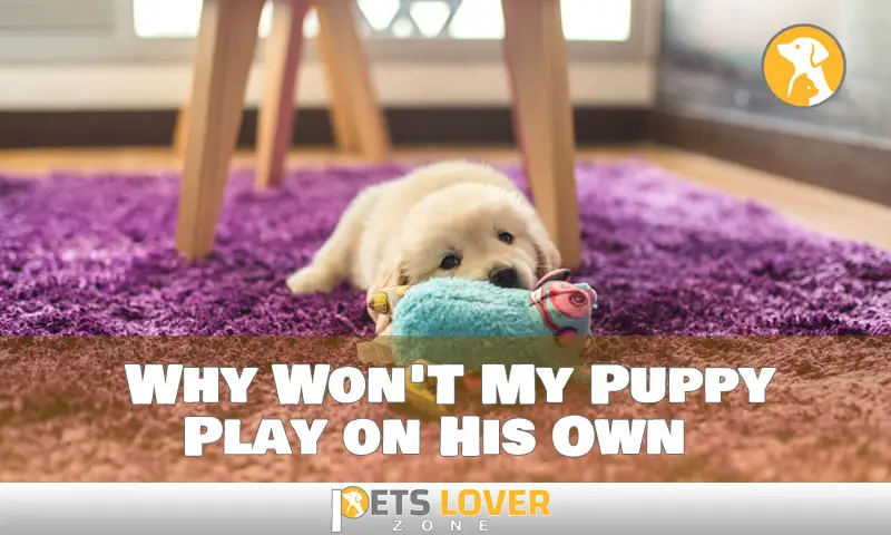 Why Won'T My Puppy Play on His Own