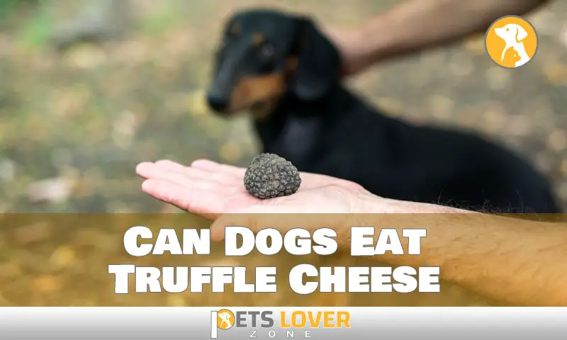 Getting to the Bottom of Whether Dogs Can Eat Truffle Cheese