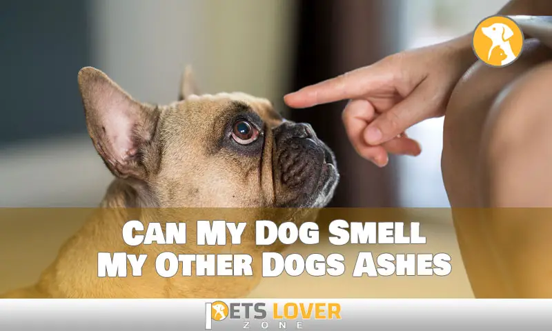 The Incredible Nose of Dogs When it Comes to Ashes!
