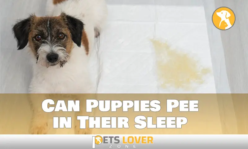Puppy Potty Behavior: Can They Pee When They're Sleep?