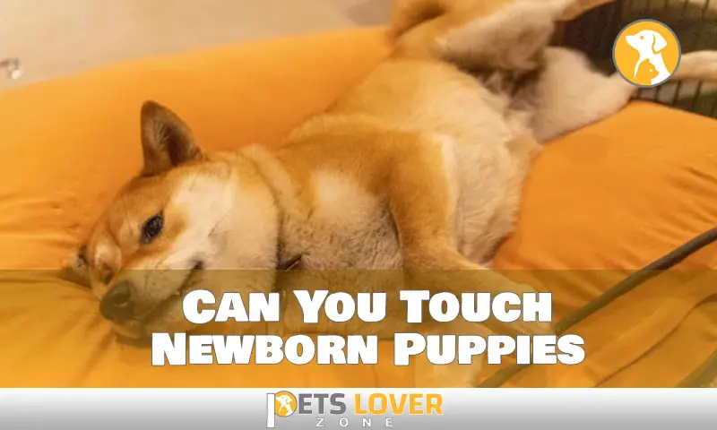 Newborn Puppies and Your Touch: What's Appropriate?
