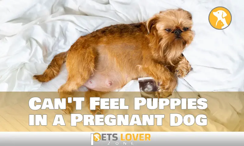 Can’t Feel Puppies in a Pregnant Dog Explained