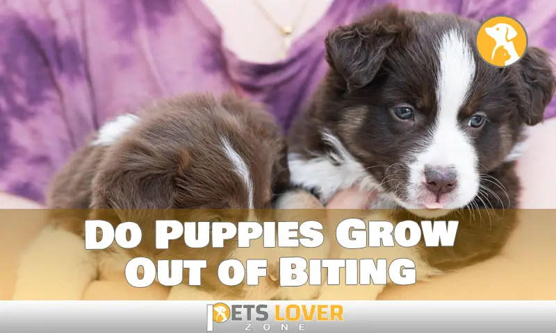 Do Puppies Grow Out of Biting