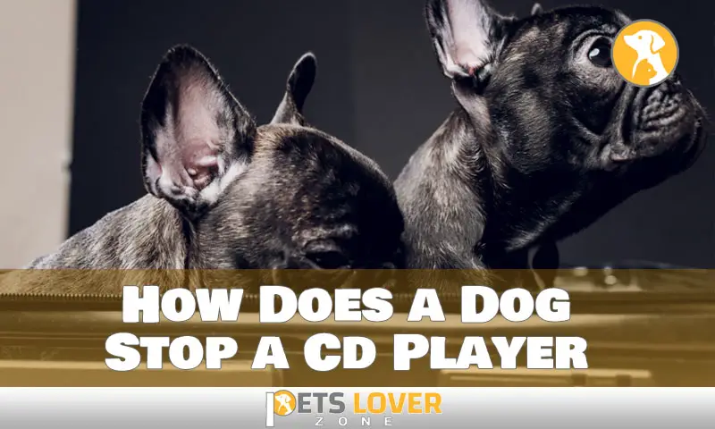 How Does a Dog Stop a Cd Player