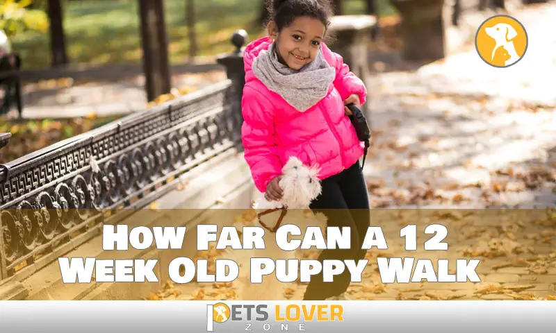 How Far Can a 12 Week Old Puppy Walk