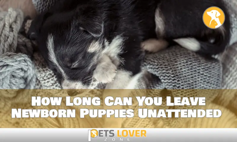 How Long Can You Leave Newborn Puppies Unattended