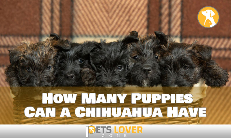 How Many Puppies Can a Chihuahua Have