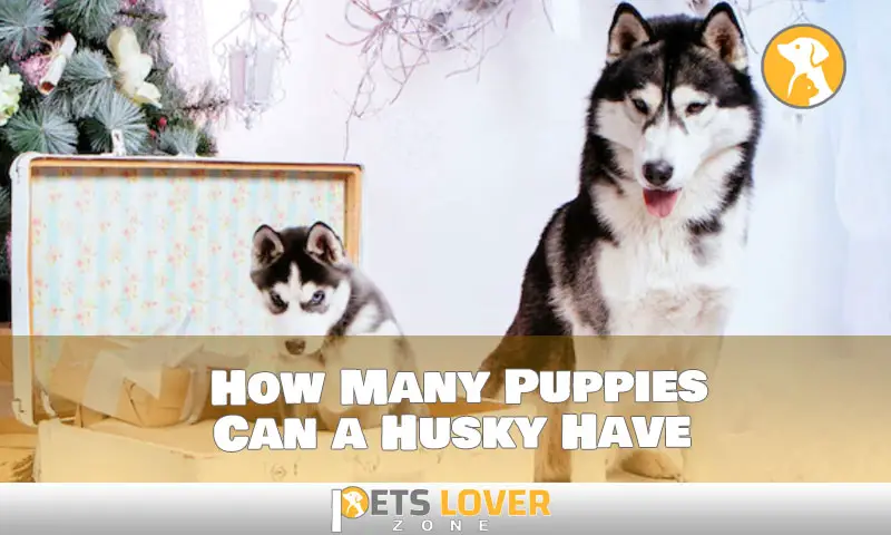 Husky Puppy Power: How Many Can a Husky Have