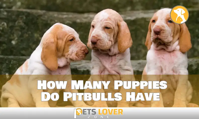 How Many Puppies Do Pitbulls Have