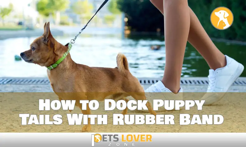 How to Dock Puppy Tails With Rubber Band