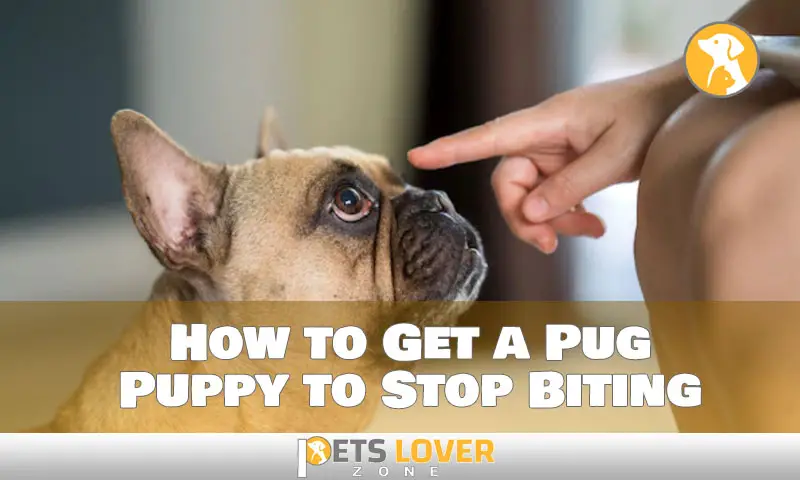 How to Get a Pug Puppy to Stop Biting