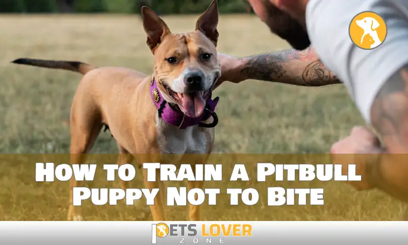 How to Train a Pitbull Puppy Not to Bite
