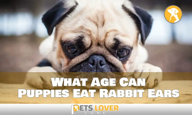 What Age Can Puppies Eat Rabbit Ears