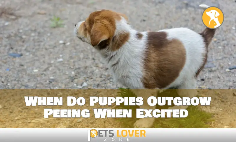 When Do Puppies Outgrow Peeing When Excited