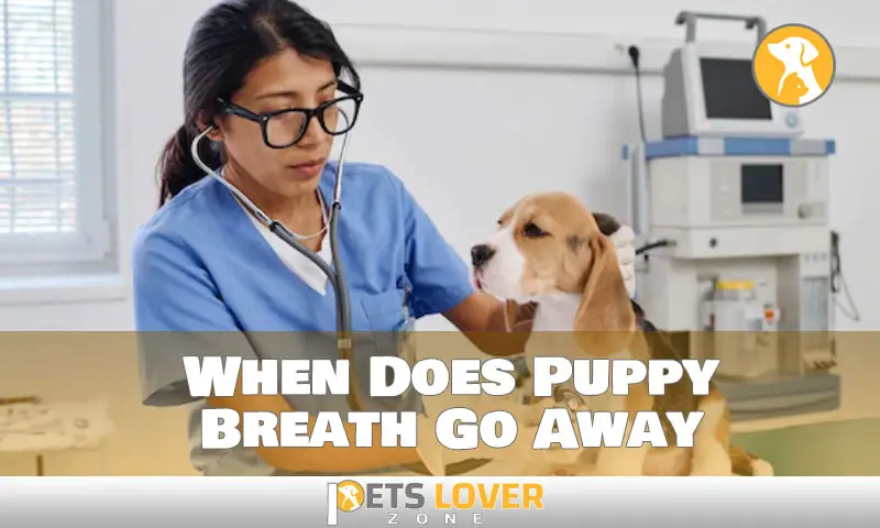When Does Puppy Breath Go Away