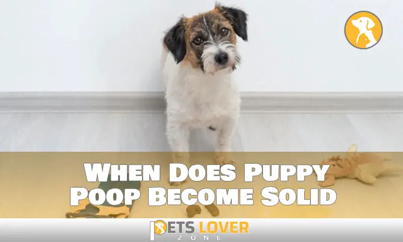 When Does Puppy Poop Become Solid