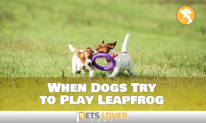 When Dogs Try to Play Leapfrog