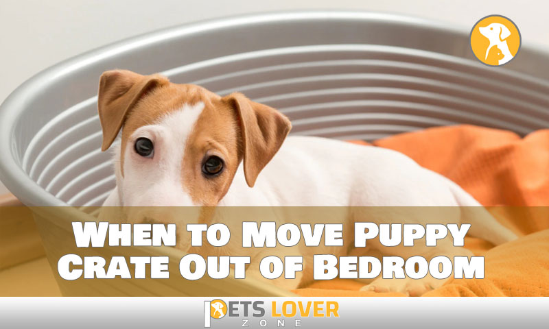 When to Move Puppy Crate Out of Bedroom