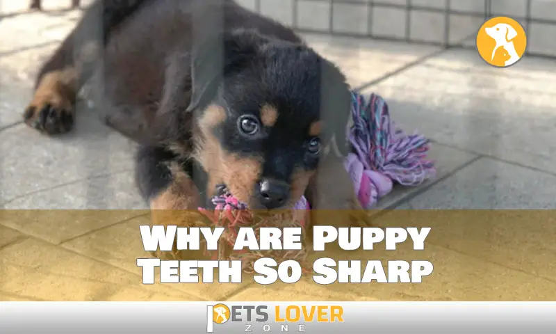 Why are Puppy Teeth So Sharp