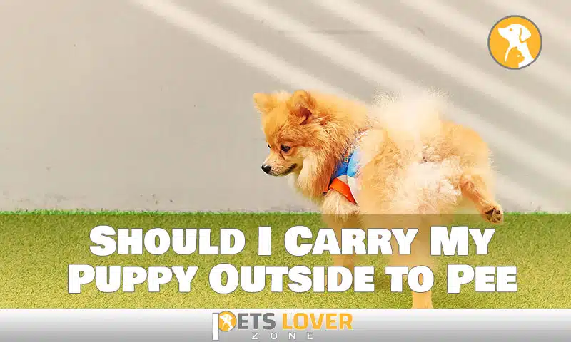 Should I Carry My Puppy Outside to Pee
