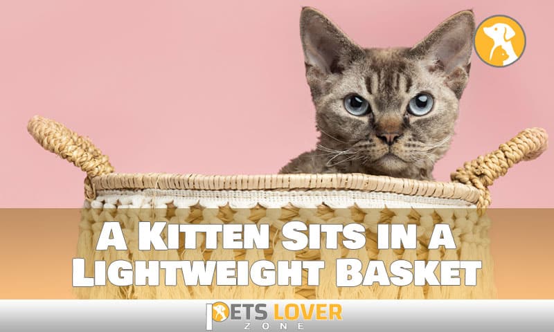 a kitten sits in a lightweight basket