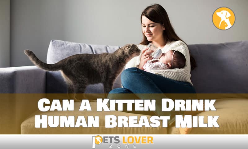 can a kitten drink human breast milk