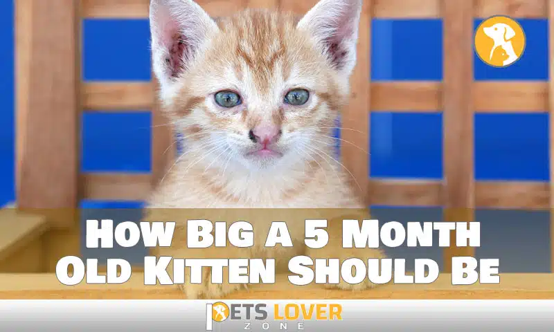 How Big a 5 Month Old Kitten Should Be