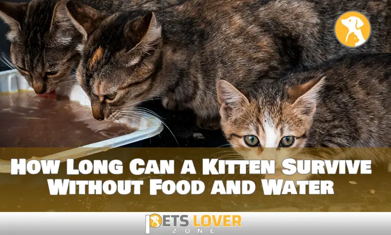 how long can a kitten survive without food and water