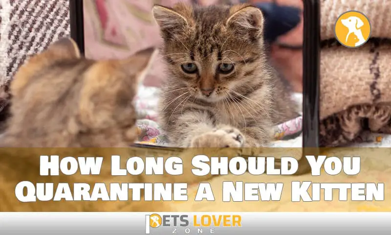 how long should you quarantine a new kitten
