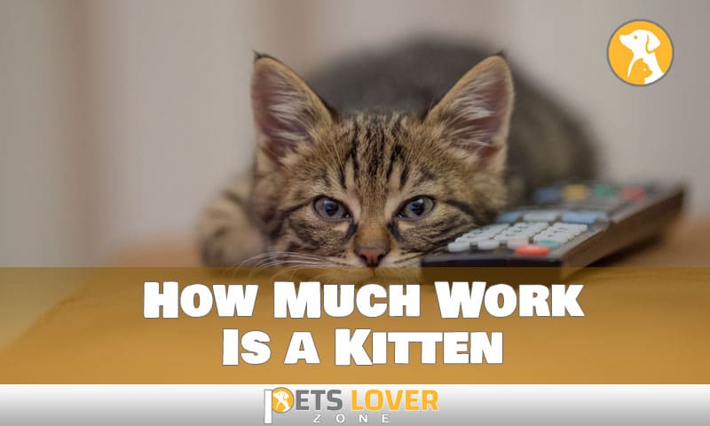 how much work is a kitten