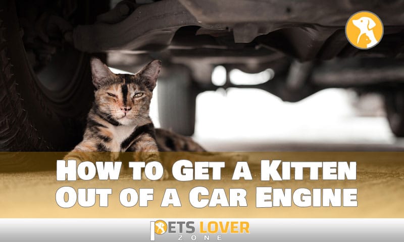 how to get a kitten out of a car engine
