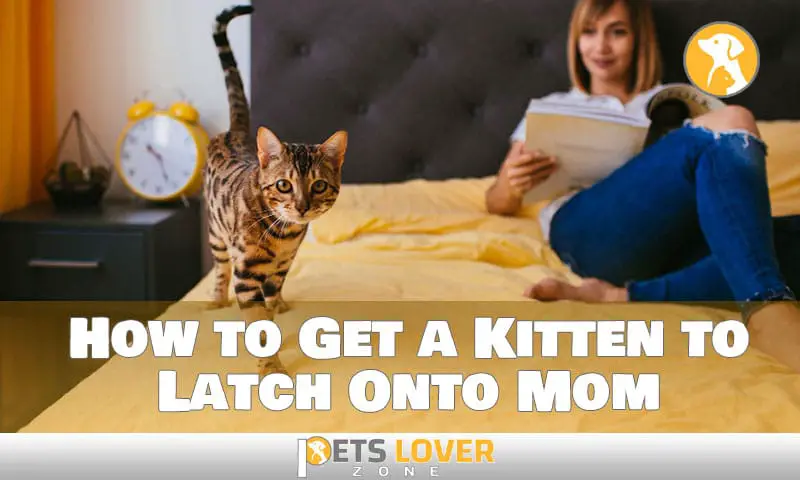 how to get a kitten to latch onto mom