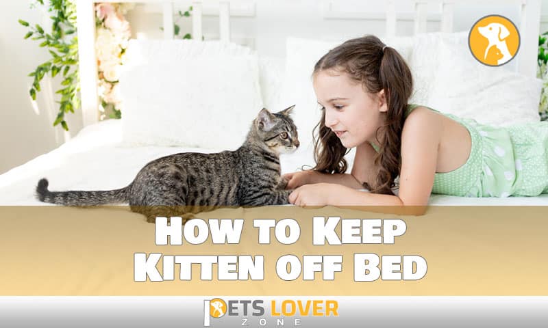how to keep kitten off bed