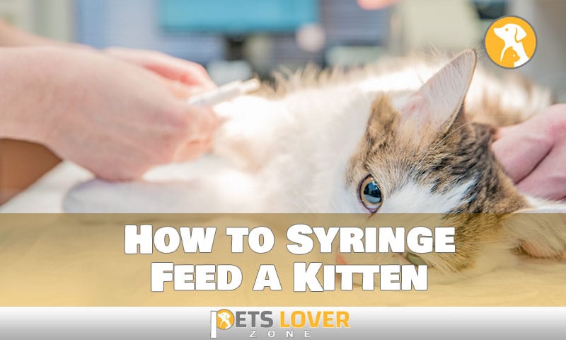 how to syringe feed a kitten