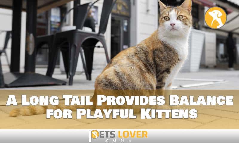 A Long Tail Provides Balance for Playful Kittens