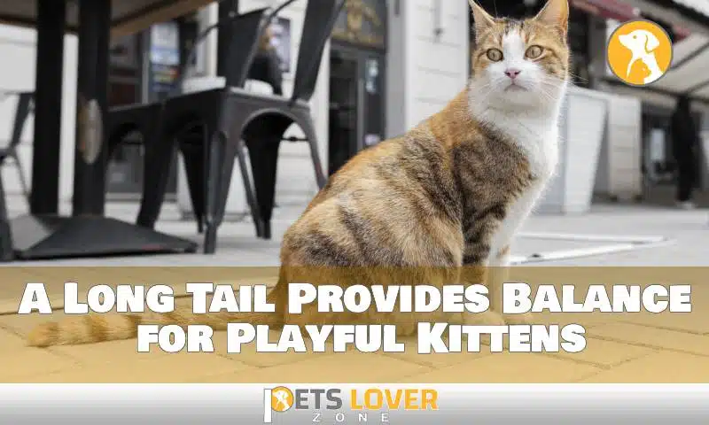 A Long Tail Provides Balance for Playful Kittens
