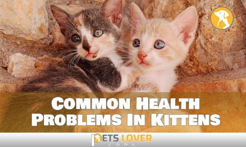 Common Health Problems In Kittens